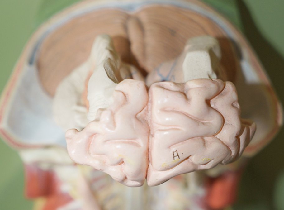 Detaillierte Ansicht des Schädels eines menschlichen Modells