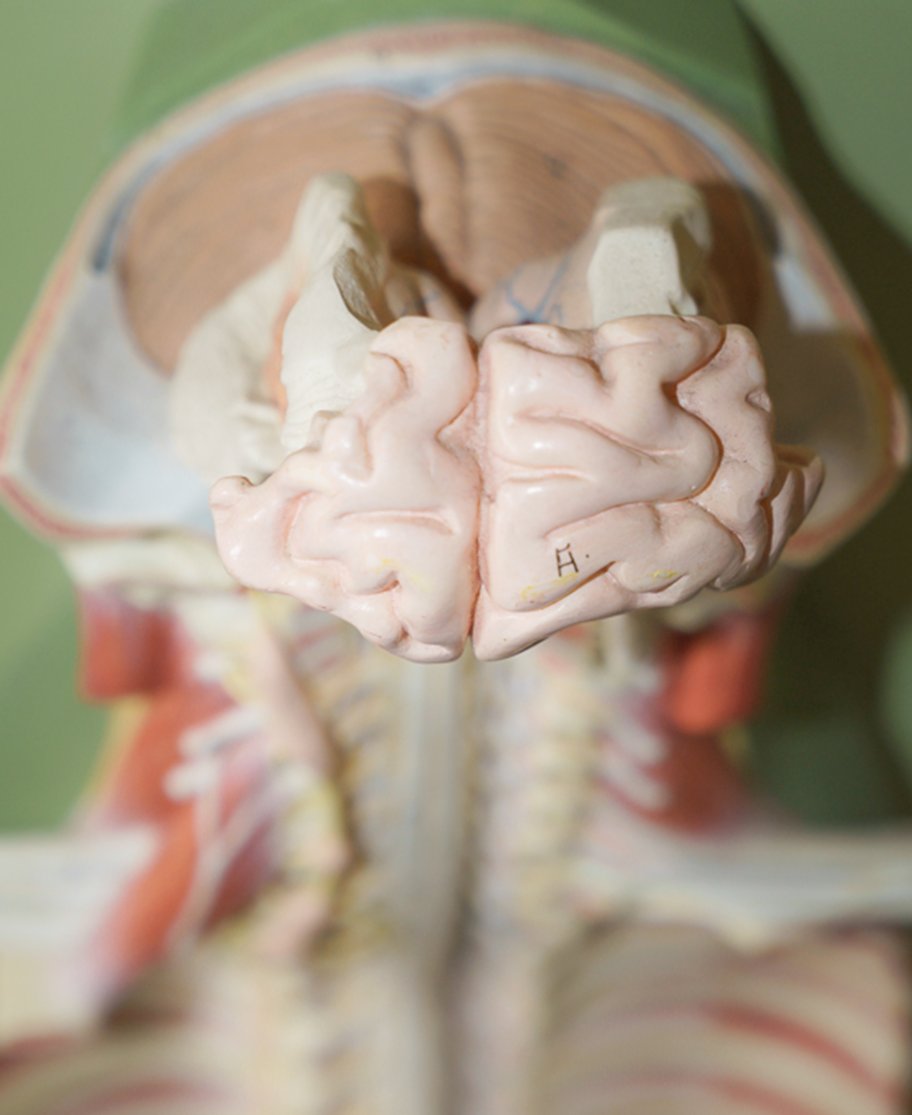 Detaillierte Ansicht des Schädels eines menschlichen Modells