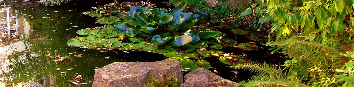 Gartenteich mit Seerosen und üppiger Bepflanzung