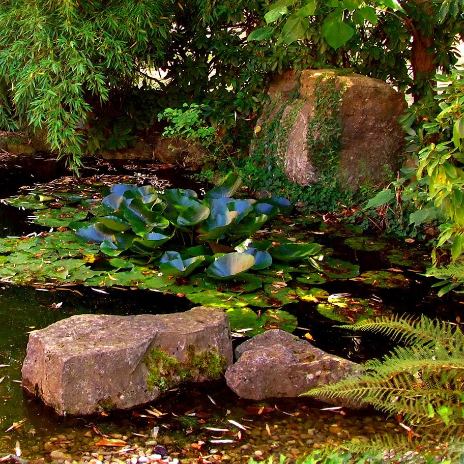 Gartenteich mit Seerosen und üppiger Bepflanzung